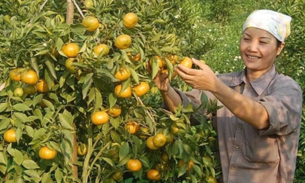 Cam cao phong là cây ăn quả có diện tích lớn.
