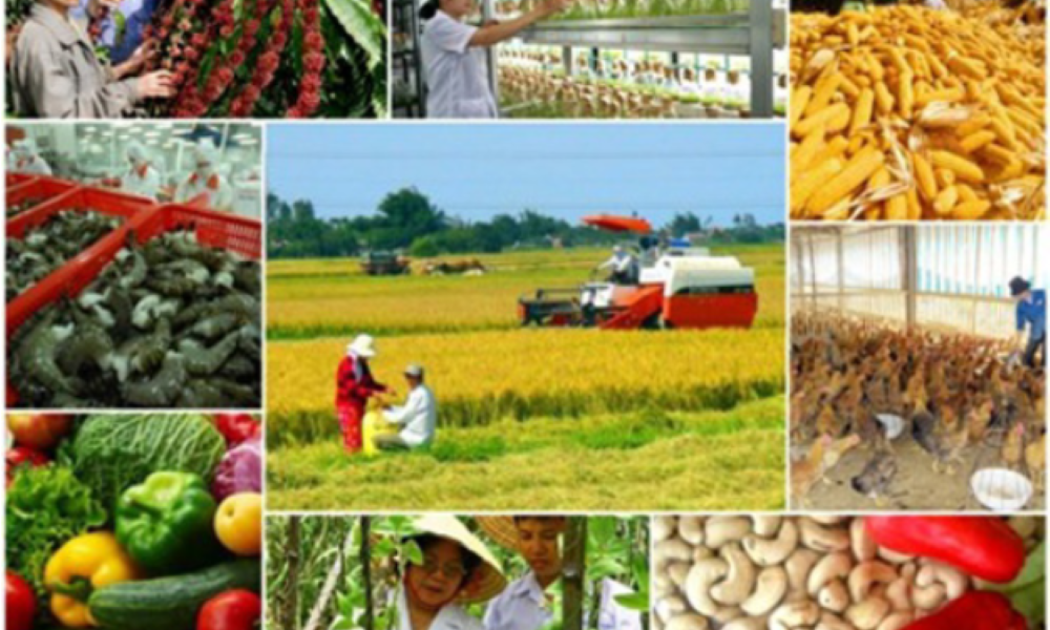 Gia tăng sản lượng nông sản để đáp ứng nhu cầu trong nước và xuất khẩu