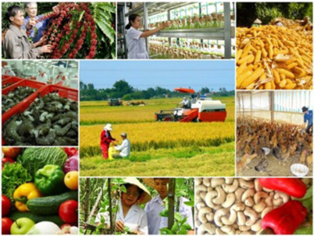 Gia tăng sản lượng nông sản để đáp ứng nhu cầu trong nước và xuất khẩu