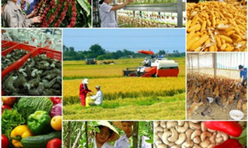 Sản xuất nông lâm thuỷ sản tăng tốc về đích cuối năm
