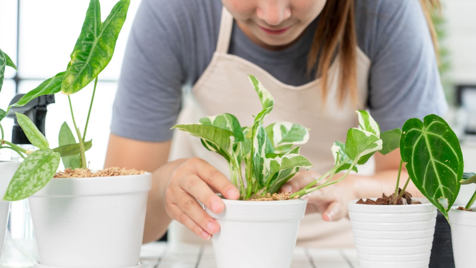 Ngày càng nhiều người trẻ Hàn Quốc xem việc trồng cây như một phương pháp trị liệu trong xã hội cạnh tranh hiện tại.