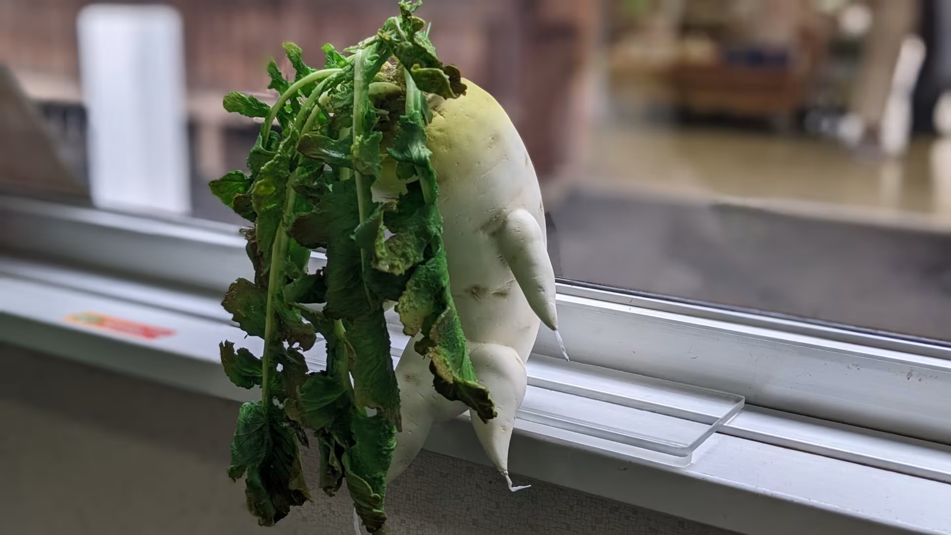 M&ocirc; h&igrave;nh củ cải được trưng b&agrave;y tại cửa sổ toa t&agrave;u tr&ecirc;n tuyến đường sắt Nagaragawa.