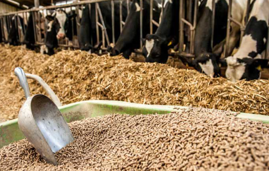 Ngành thức ăn chăn nuôi đang phải gánh gần nghìn tỷ đồng mỗi năm về chi phí hợp quy.