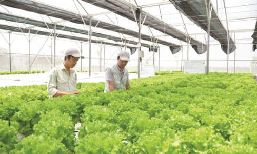 Phát triển kinh tế tuần hoàn trong nông nghiệp 