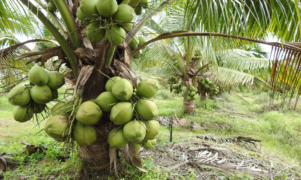 Ngành dừa là một trong những ngành kinh tế chủ lực tại Bến Tre và các tỉnh Đồng bằng sông Cửu Long - Ảnh minh họa.
