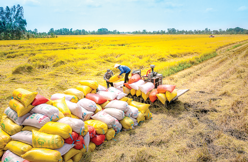 Sản lượng l&uacute;a thu hoạch trong 11 th&aacute;ng đạt 42,12 triệu tấn