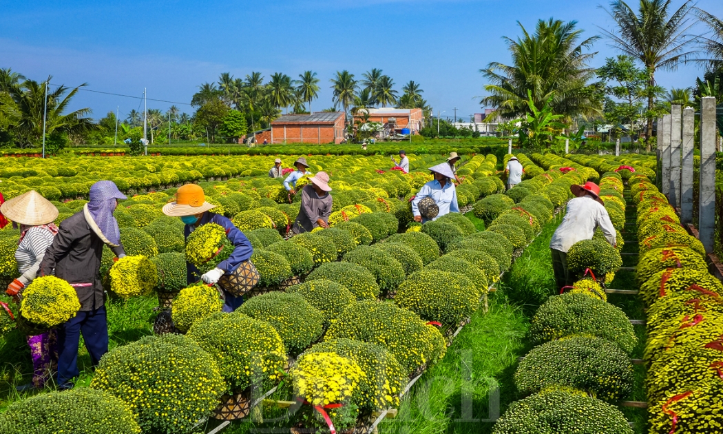 Làng hoa kiểng Cái Mơn - Chợ Lách (Bến Tre) là một trong hai làng hoa kiểng lớn nhất miền Tây Nam Bộ, cùng với làng hoa Sa Đéc ở Đồng Tháp. Ảnh: Hữu Long