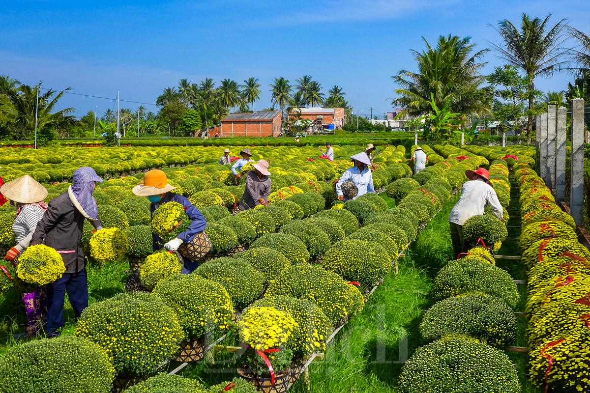 Làng hoa kiểng Cái Mơn - Chợ Lách (Bến Tre) là một trong hai làng hoa kiểng lớn nhất miền Tây Nam Bộ, cùng với làng hoa Sa Đéc ở Đồng Tháp. Ảnh: Hữu Long