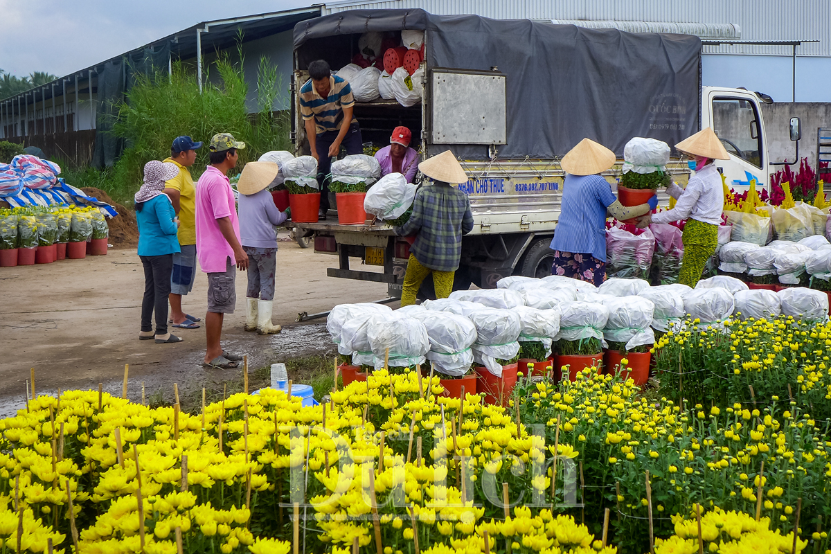 Lễ hội hoa - kiểng Chợ Lách là cơ hội thúc đẩy liên kết chuỗi giá trị nông nghiệp, nâng cao thương hiệu địa phương và định vị Chợ Lách như trung tâm hoa kiểng hàng đầu cả nước. Ảnh: Hữu Long