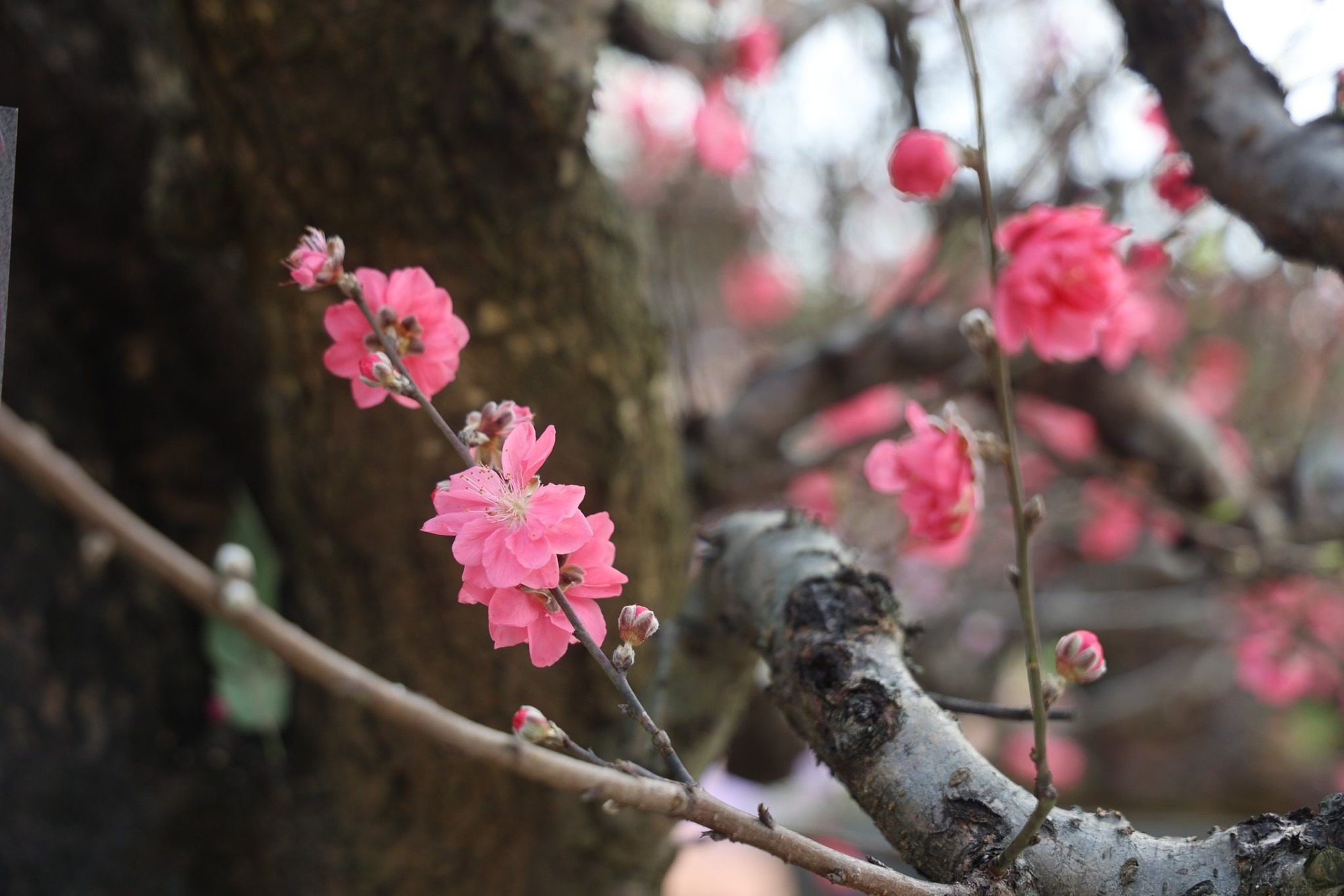 Ảnh minh họa: VGP