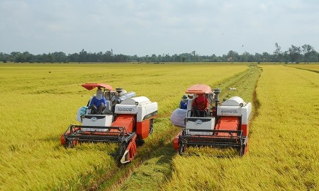 An Giang: Tăng khả năng tiếp cận vốn tín dụng để phát triển Đề án 1 triệu ha lúa chất lượng cao