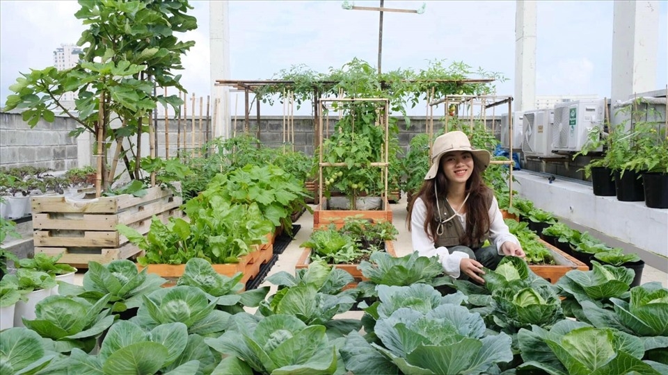Mô hình trồng rau trên sân thượng đang được người dân ở các thành phố lớn ưa chuộng. Nguồn ảnh: Lao động.vn