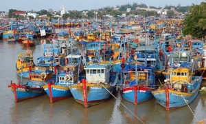 Quyết liệt chống đánh bắt IUU, số lượng tàu cá “3 không” giảm mạnh