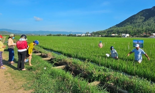 Chương trình IPHM góp phần nâng cao sức khoẻ cây trồng và bảo vệ môi trường