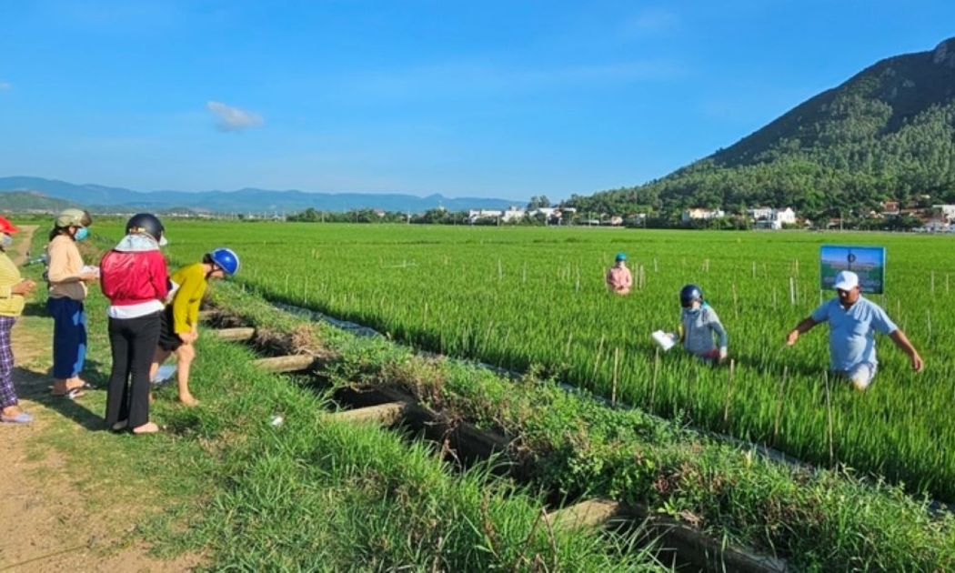 Nông dân Phú Yên ra ruộng học tập chương trình IPHM trên cây lúa.