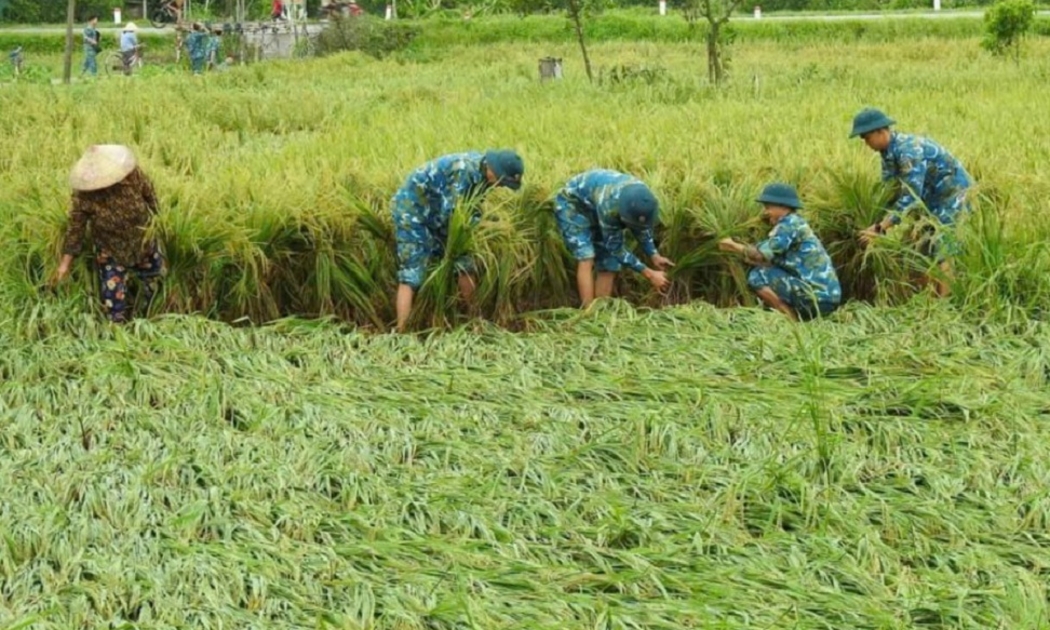 Nỗ lực khôi phục sản xuất lúa sau thiên tai.