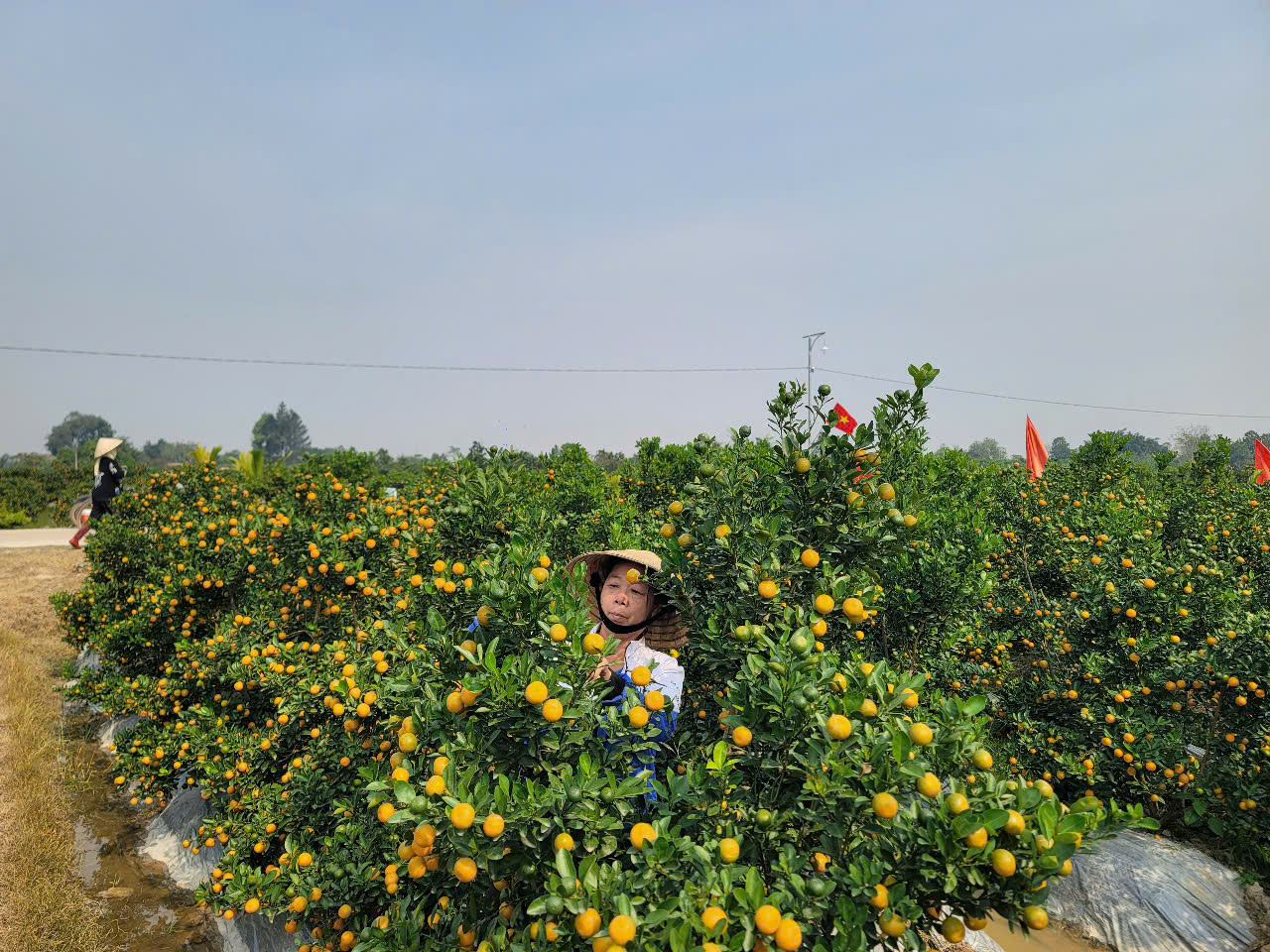 B&agrave; S&aacute;u, tr&uacute; tại x&atilde; Hợp Tiến, huyện Triệu Sơn, chia sẻ năm nay gia đ&igrave;nh trồng được 350 c&acirc;y quất cảnh từ 1-2 năm tuổi. Từ đầu th&aacute;ng 12/2024, thương l&aacute;i từ nhiều nơi đ&atilde; đến vườn b&agrave; xem h&agrave;ng, hỏi mua.&nbsp;