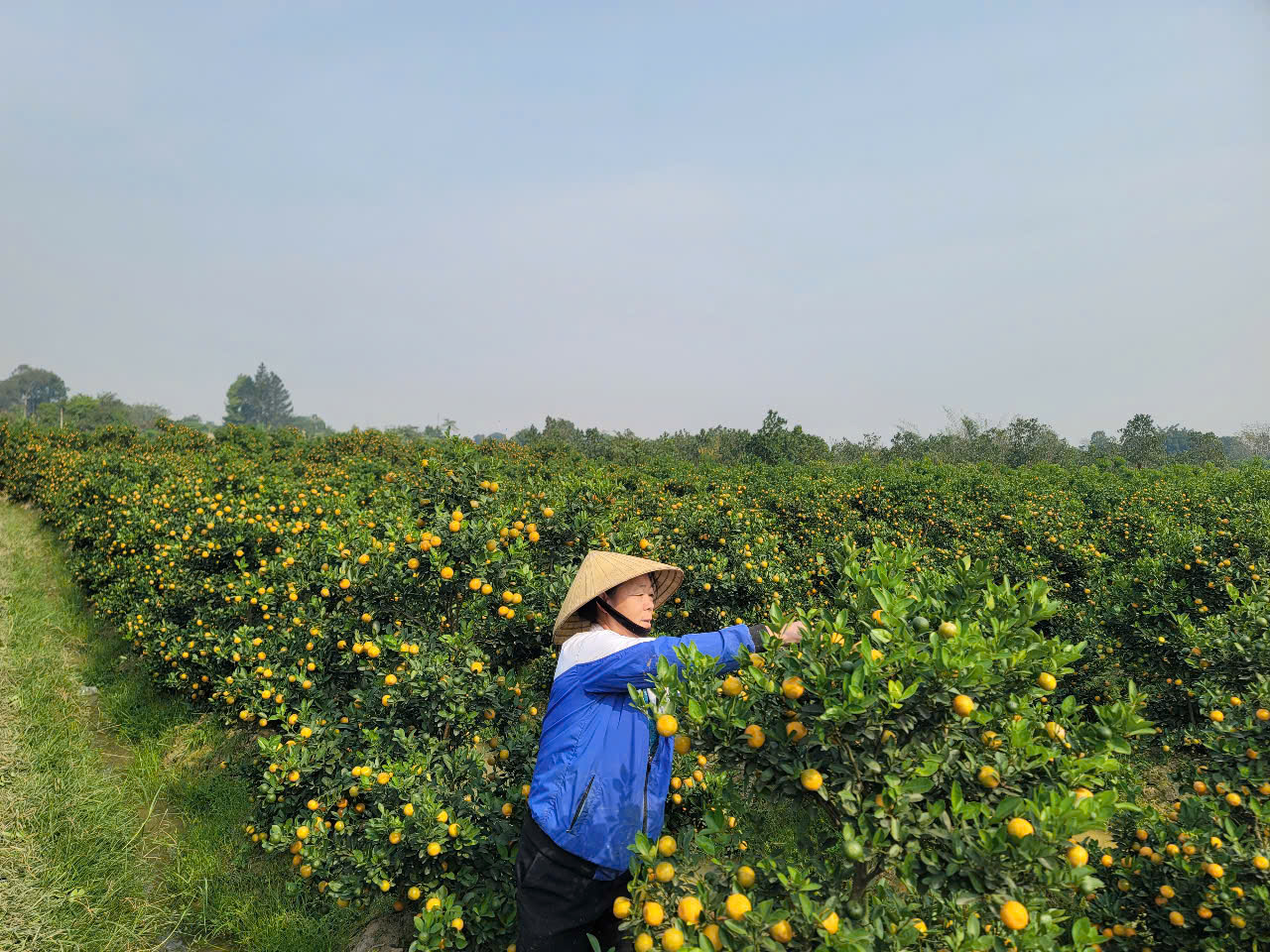 Hiện, gia đình đã bán được 100 cây 2 năm tuổi với giá trung bình từ 500 – 800.000 đồng cây. 