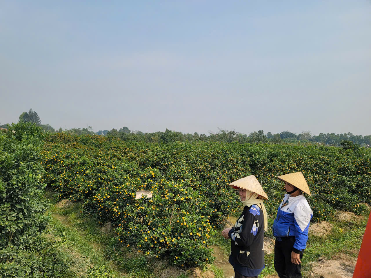 Theo các chủ vườn quất cảnh tại Triệu Sơn năm nay rất phấn khởi, khi quất được mùa, quả đẹp và đều, vì vậy, thương lái tìm đến mua sớm, được giá.