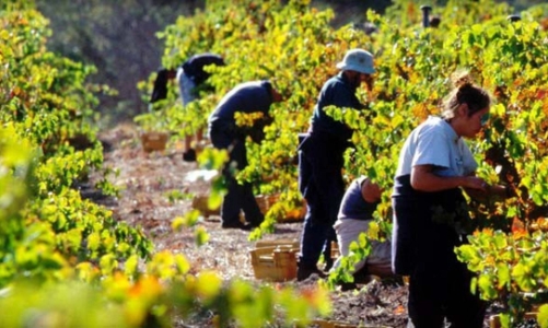 Đã có 6 doanh nghiệp được lựa chọn đưa lao động sang làm việc tại Australia