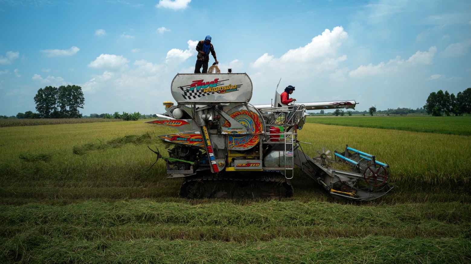 Nông dân thu hoạch lúa ở tỉnh Chainat, Thái Lan - Ảnh: Reuters