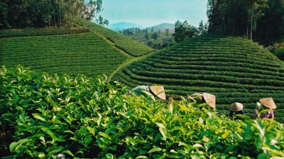 Vietnam-most active country in Asia in promoting dual transition: HSBC