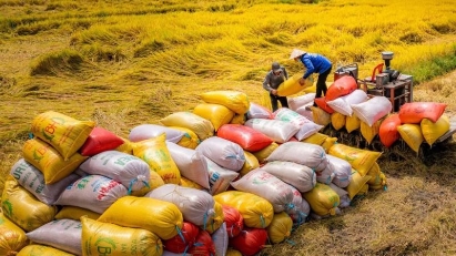 2024 rice export value sets new record at $5.7 bln
