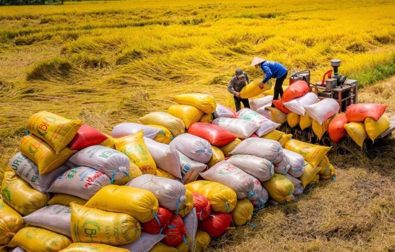 2024 rice export value sets new record at $5.7 bln