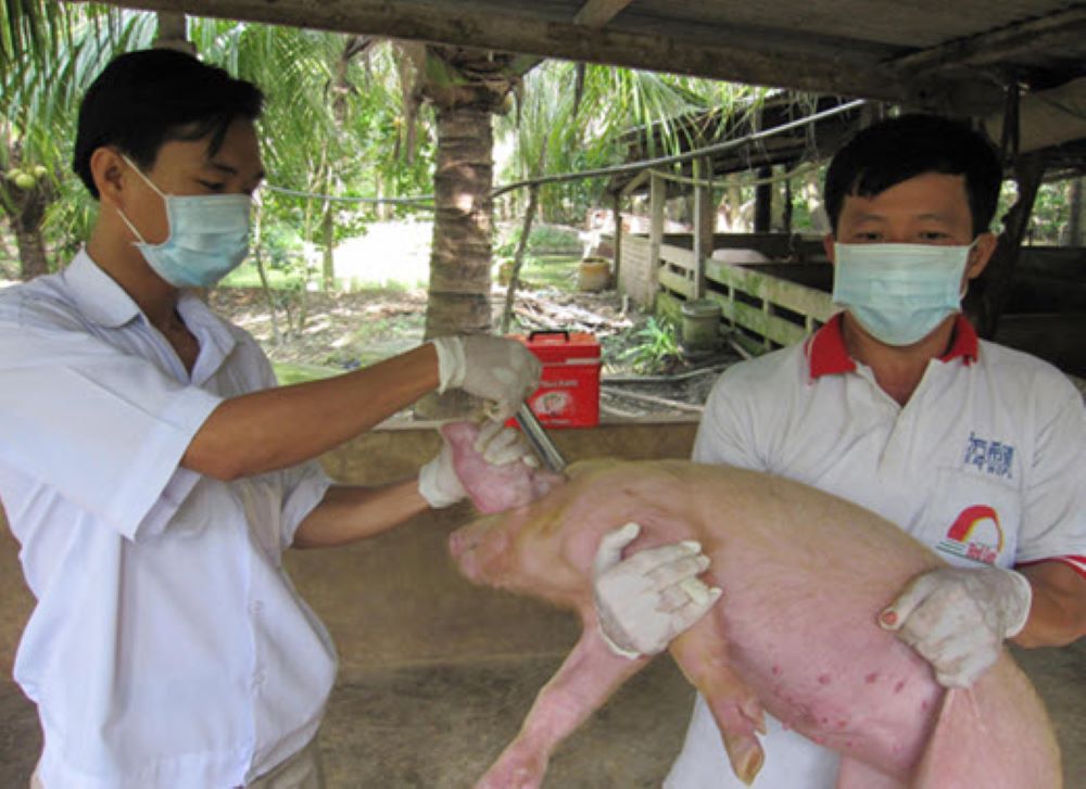 Tiêm vaccine  vẫn là giải pháp căn cơ trong chăn nuôi