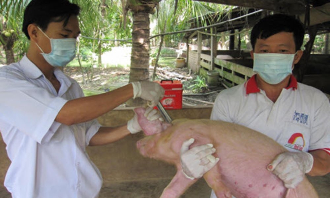 Tiêm vaccine vẫn là giải pháp căn cơ trong chăn nuôi