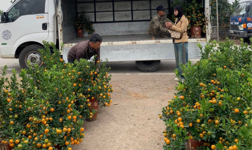 Các “vựa” quất cảnh miền Bắc nhộn nhịp vào vụ Tết