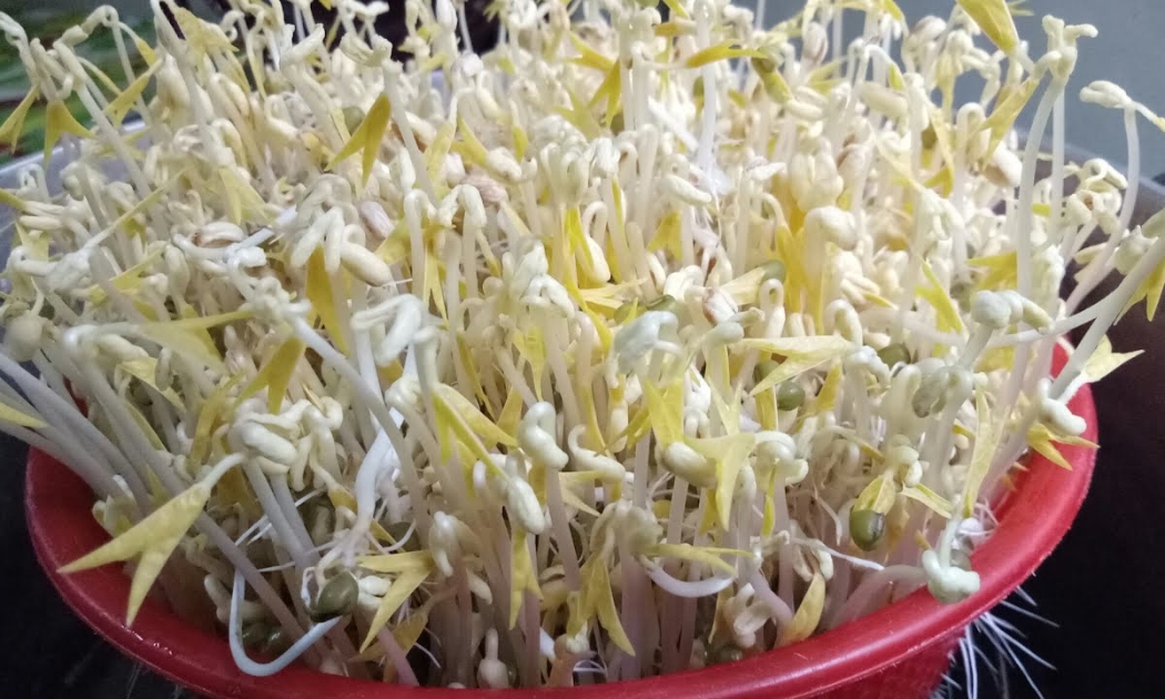 Giá đỗ sạch thường gầy hơn, các cọng giá không đều nhau, không bóng, thân cứng, nhiều rễ...