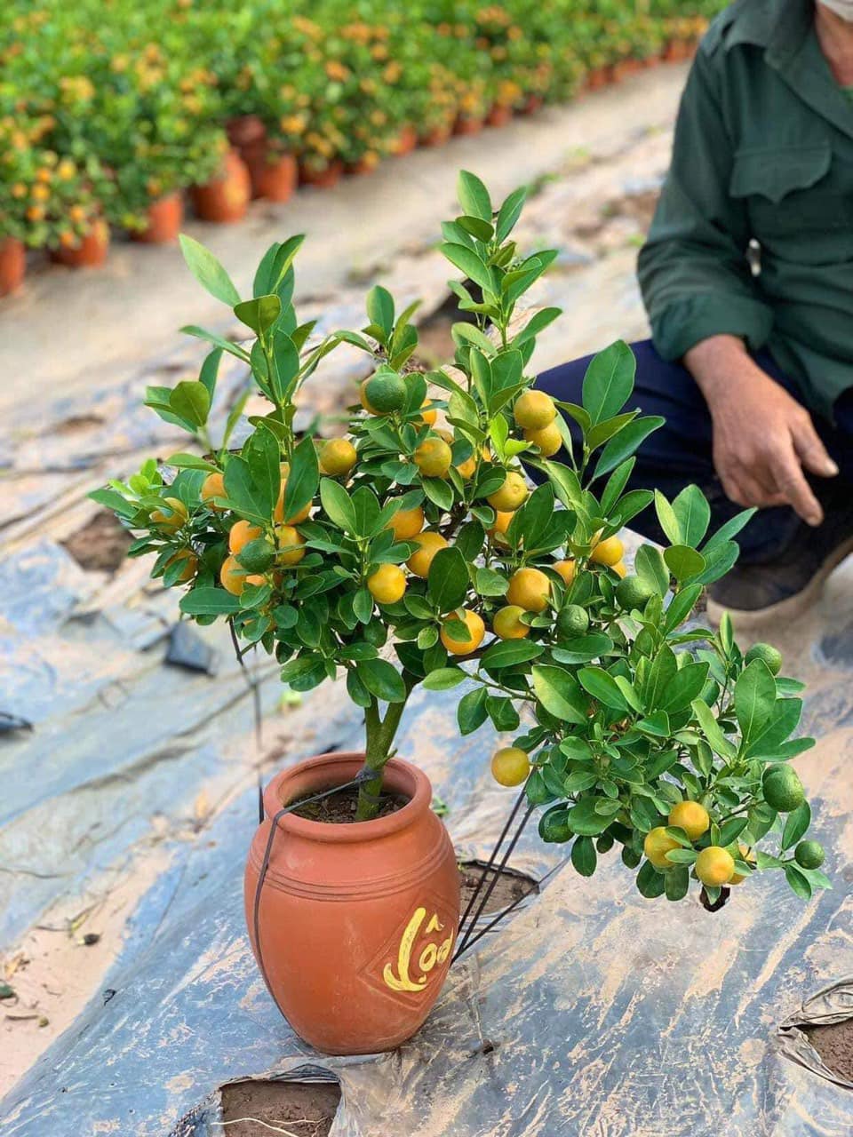 Thay vì bỏ vài triệu để mua một cây cảnh chơi Tết thì quất mini chỉ có vài trăm ngàn đồng, rất phù hợp với túi tiền của đại đa số người dân.