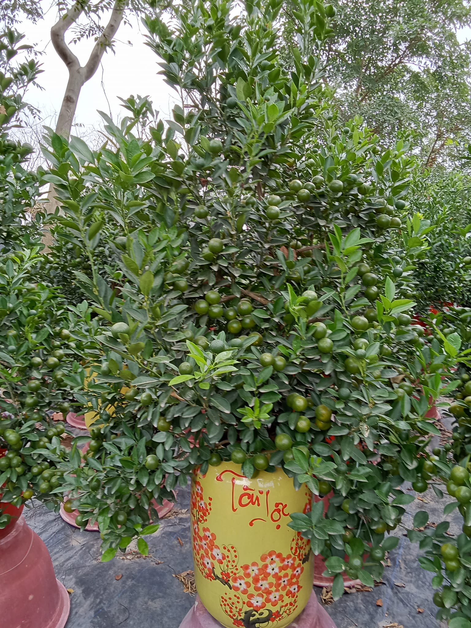 Tại các vườn quất phường Tứ Liên (Tây Hồ, Hà Nội), hiện đã có đông khách buôn tới tham khảo giá sỉ và mua số lượng lớn.