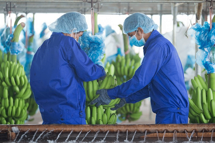 HAGL Agrico đã hoàn tất trả nợ theo thỏa thuận cam kết ba bên