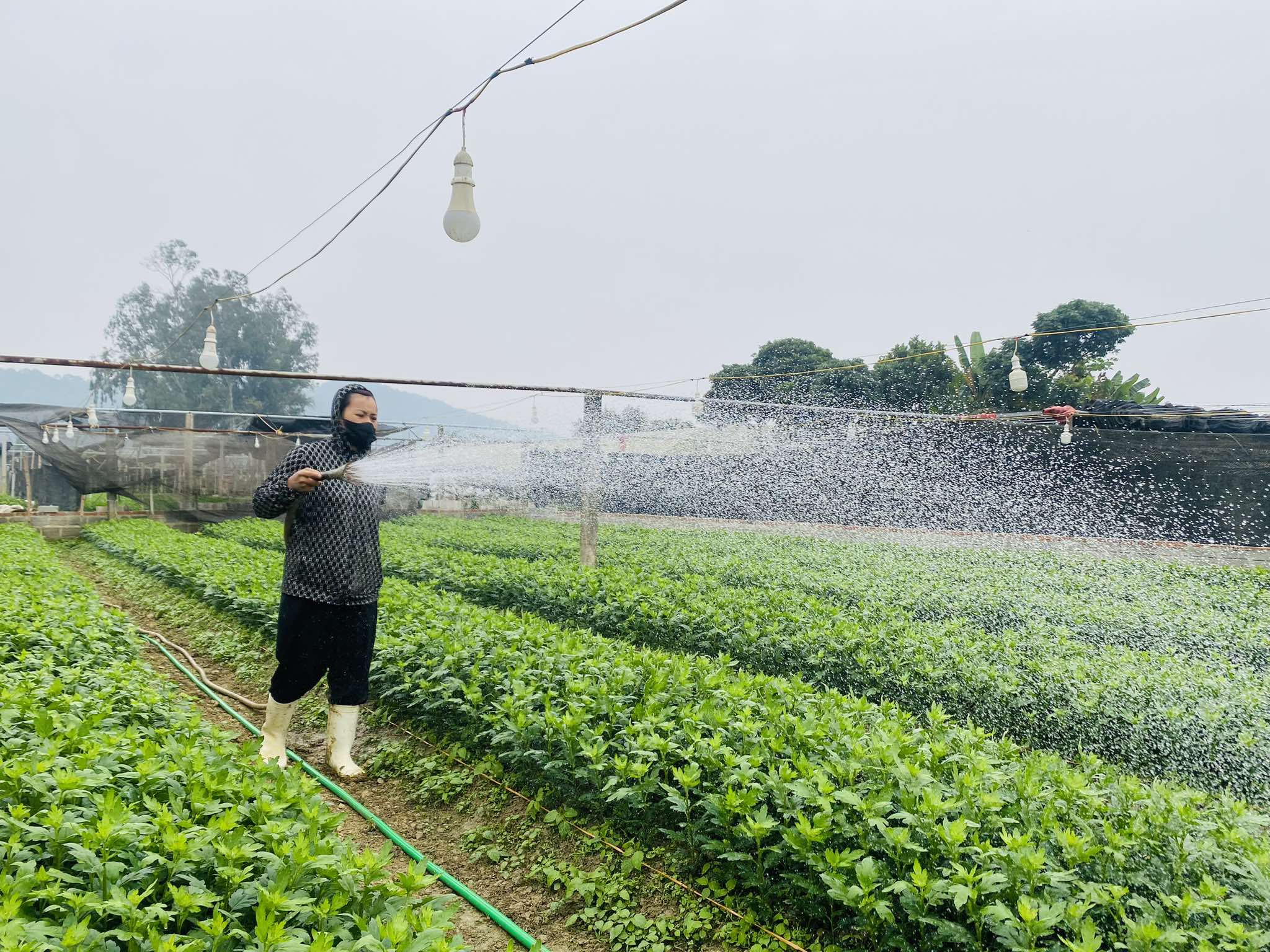 Theo chị Lê Thị Hiền nhờ trồng hoa, hàng năm các hộ dân nơi đây có nguồn thu ổn định từ 20 - 30 triệu đồng/sào hoa. Năm nay thời tiết thuận lợi, chất lượng hoa đạt hơn nên giá bán cũng được cao hơn. 