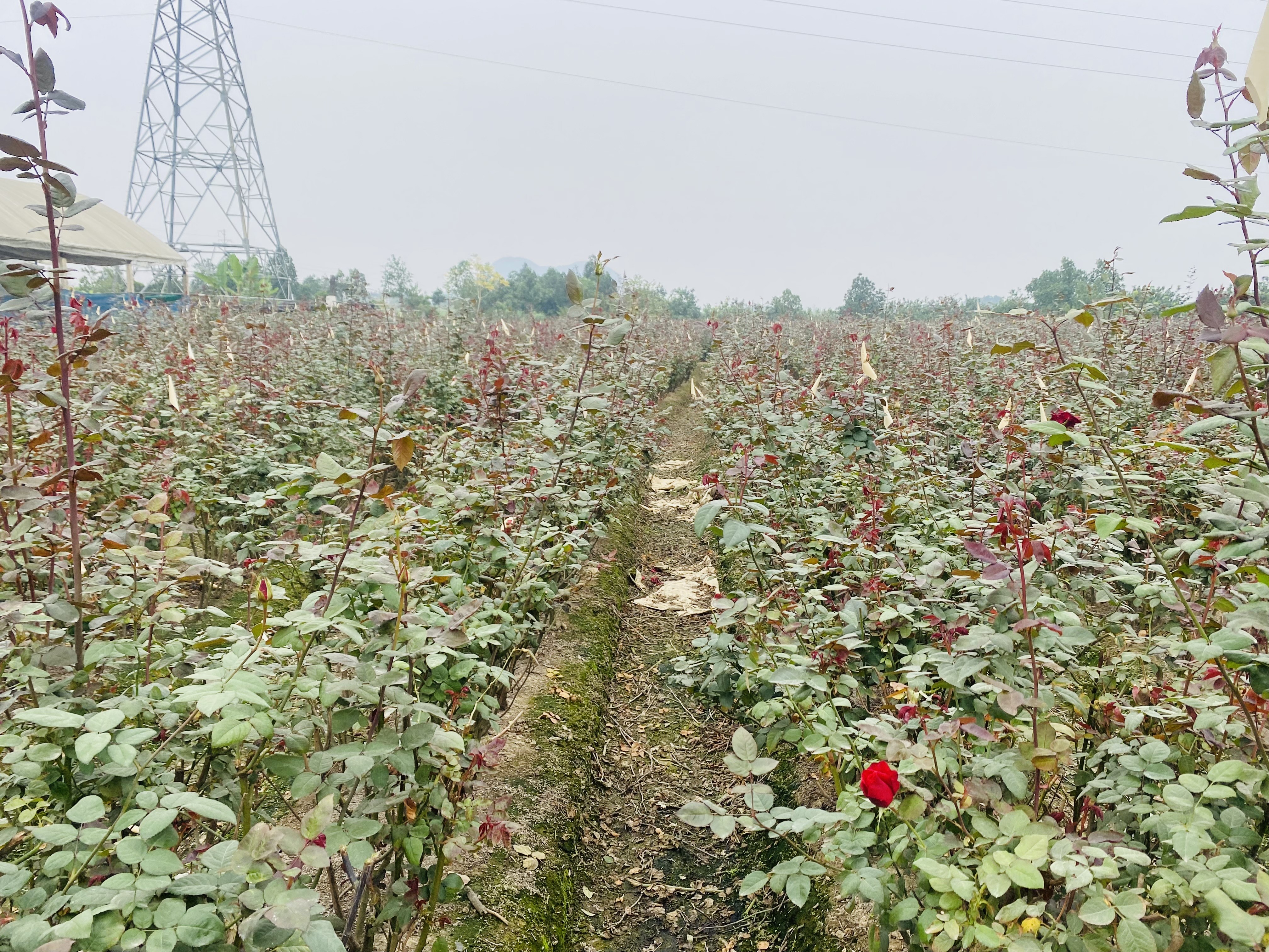 Những luống hoa hồng được chăm s&oacute;c kỹ lưỡng để b&aacute;n v&agrave;o dịp Tết nguy&ecirc;n đ&aacute;n năm nay
