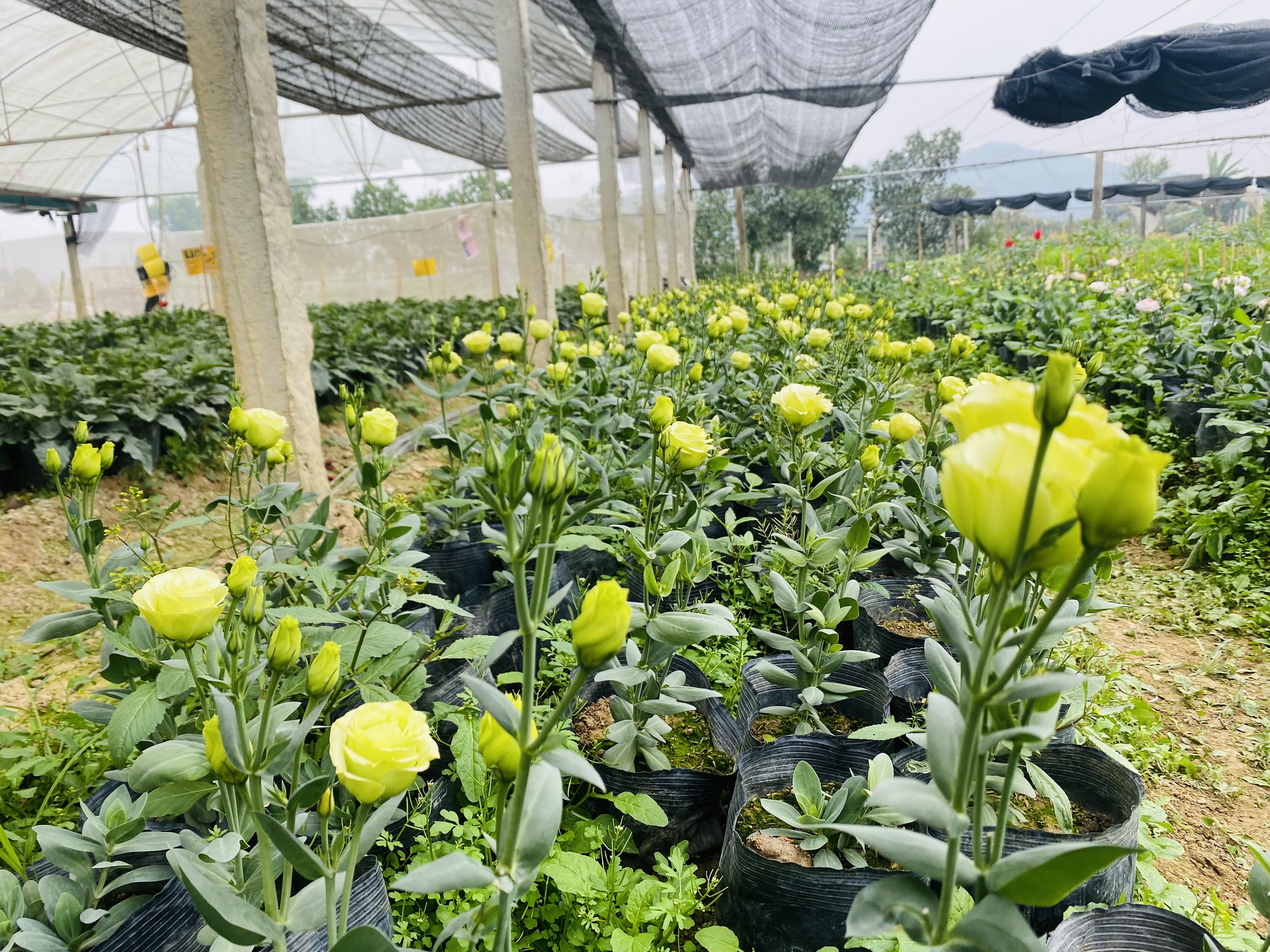 Những năm gần đây, nghề trồng hoa ở Đông Cương không chỉ phát triển về quy mô mà còn chuyển mình mạnh mẽ về chất lượng. Các giống hoa mới được đưa vào trồng thử nghiệm, mang lại năng suất và chất lượng vượt trội. 