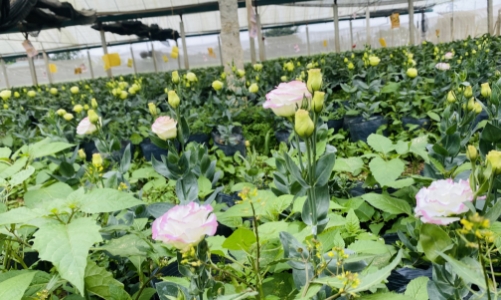 Làng hoa Đông Cương vào vụ Tết