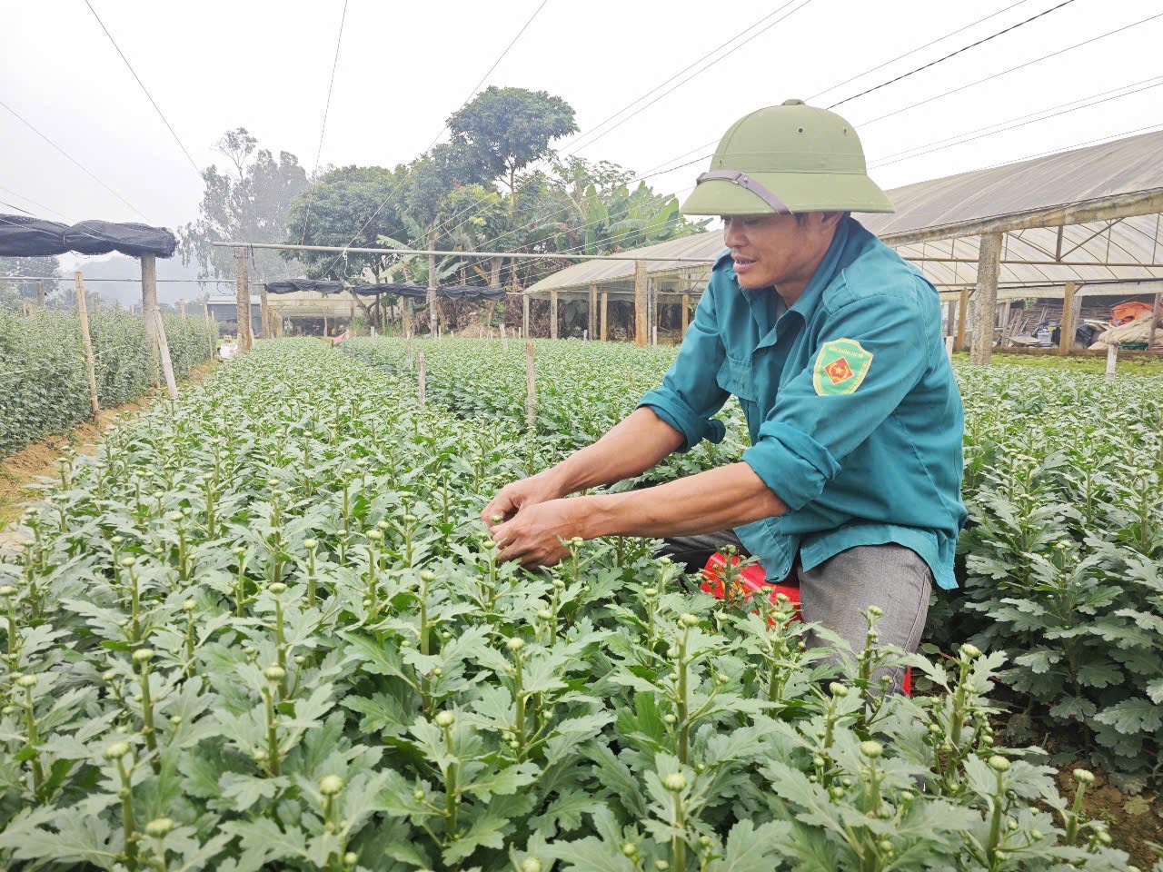 Nh&agrave; anh L&ecirc; Văn Minh trồng 6 s&agrave;o hoa, thời điểm n&agrave;y anh đang tỉa nụ hoa để v&agrave;o vụ Tết nguy&ecirc;n đ&aacute;n