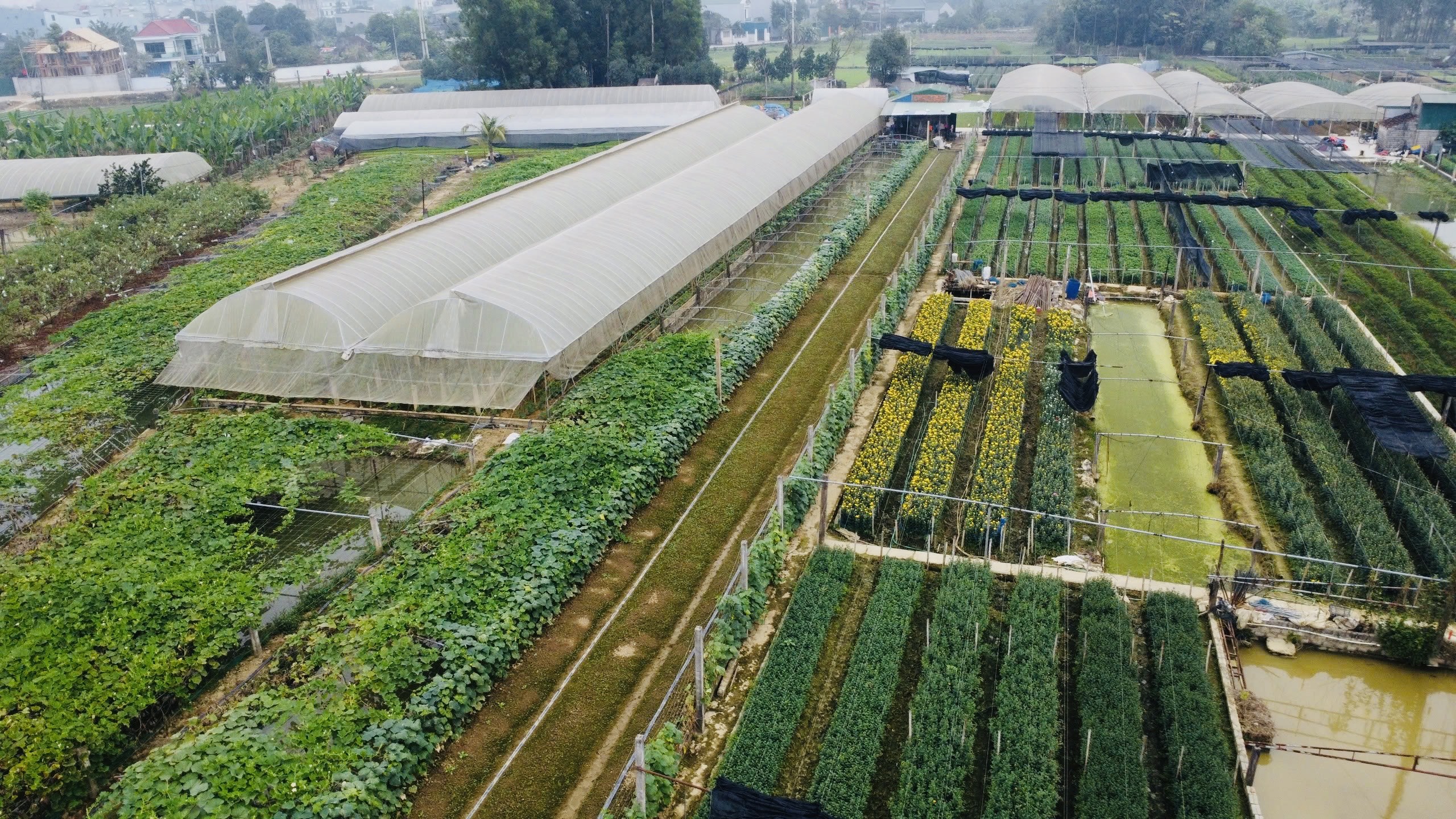 Tại Đ&ocirc;ng Cương c&oacute; hơn 200 hộ trồng hoa với gần 100 ha chuy&ecirc;n canh với rất nhiều c&aacute;c loại hoa kh&aacute;c nhau để phục vụ nhu cầu thị trường trong tỉnh v&agrave; c&aacute;c địa phương l&acirc;n cận.