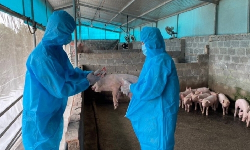 Đảm bảo an toàn thực phẩm sản phẩm chăn nuôi dịp Tết Ất Tỵ 