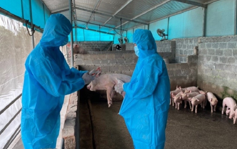 Tiêm phòng là giải pháp quan trọng để phòng chống dịch bệnh trên vật nuôi.