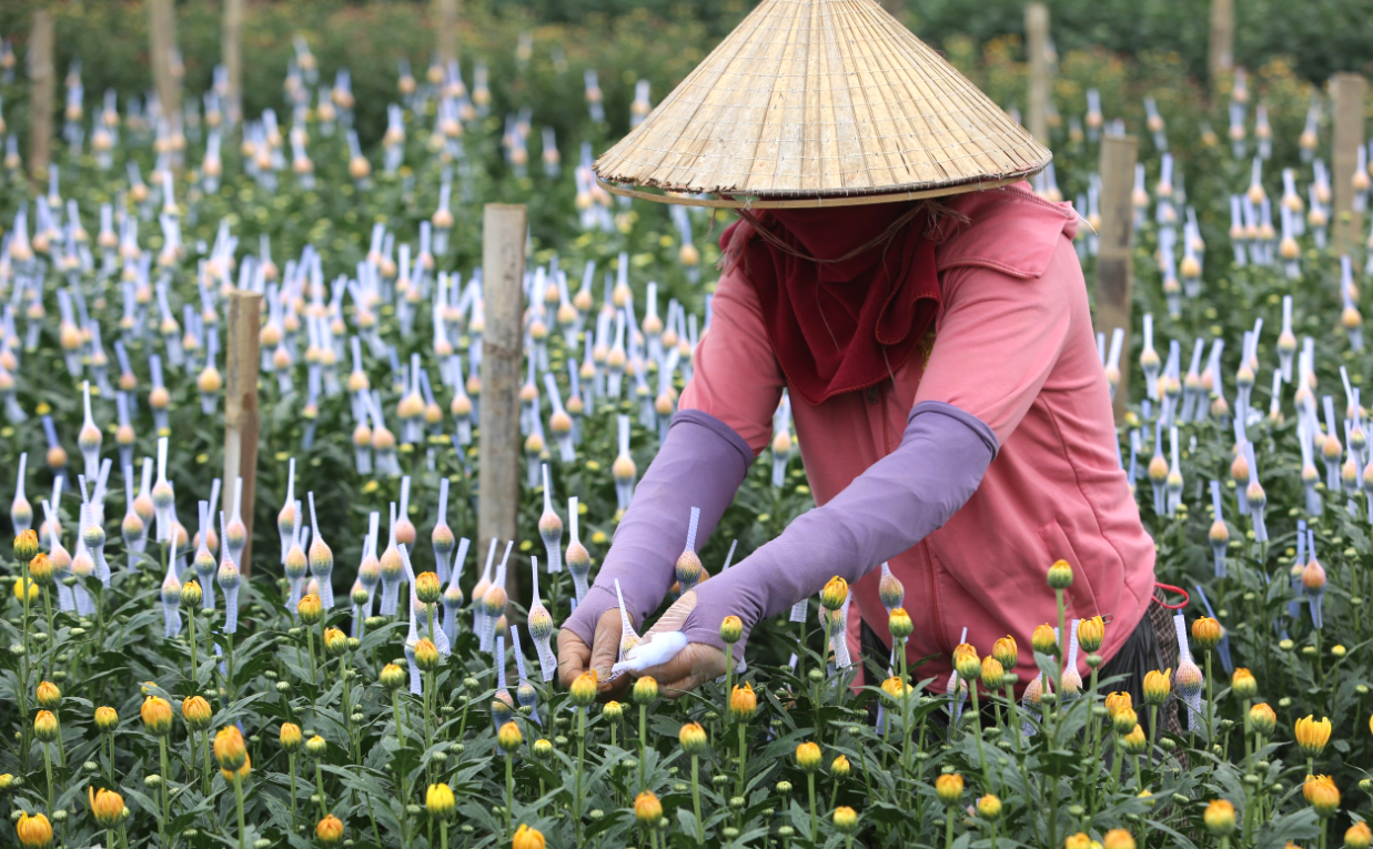 Theo chị Nguyễn Thị&nbsp;Ho&agrave;n một chủ vườn cho biết, trồng c&acirc;y th&igrave; dễ nhưng chăm s&oacute;c cho hoa đẹp, giữ m&agrave;u sắc mới kh&oacute;. Hoa trồng quanh năm nhưng nhiều nhất vẫn l&agrave; v&agrave;o vụ Tết, đ&ecirc;m chong đ&egrave;n, ng&agrave;y tưới nước, chụp lưới cho từng b&ocirc;ng hoa.