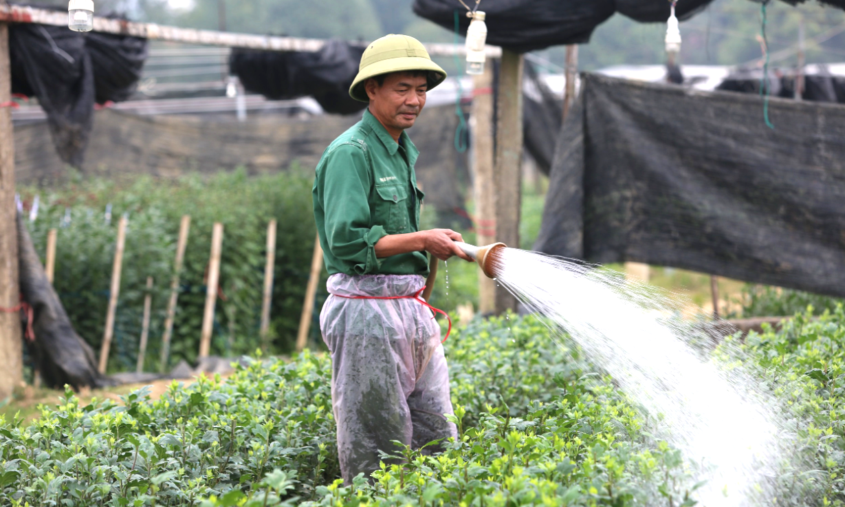  Gia đình ông Phạm Trọng Chư làm nghề trồng hoa từ năm 1996 và là một trong những hộ đầu tiên trồng hoa ở Đông Cương. Để trồng được hoa đẹp, theo ông Chư khi làm đất phải chia từng luống, giữa các luống sẽ bơm nước vào giữ ẩm đất, giúp cây nhanh phát triển.