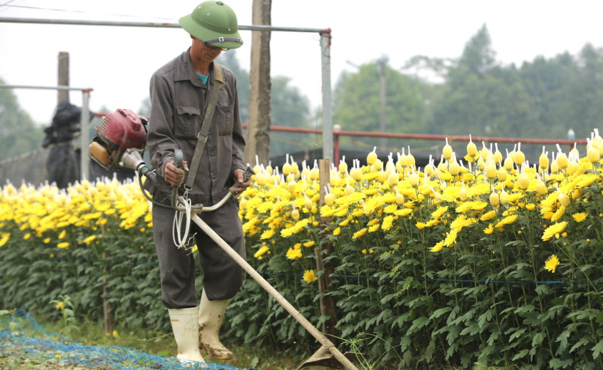 Những ngày này, đến làng hoa Đông Cương, Tết như đang cận kề. Khắp các cánh đồng, người dân tất bật từ sáng đến tối ươm trồng, tỉa cành, chăm sóc các loại hoa để phục vụ thị trường Tết Nguyên đán.