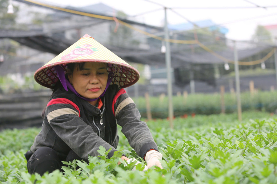 Theo nhiều hộ d&acirc;n trồng hoa ở l&agrave;ng hoa Đ&ocirc;ng Cương, c&ocirc;ng việc trồng hoa tuy vất vả nhưng cho thu nhập cao, n&ecirc;n nhiều năm nay, người trồng hoa tại đ&acirc;y lu&ocirc;n gắn b&oacute; với nghề.