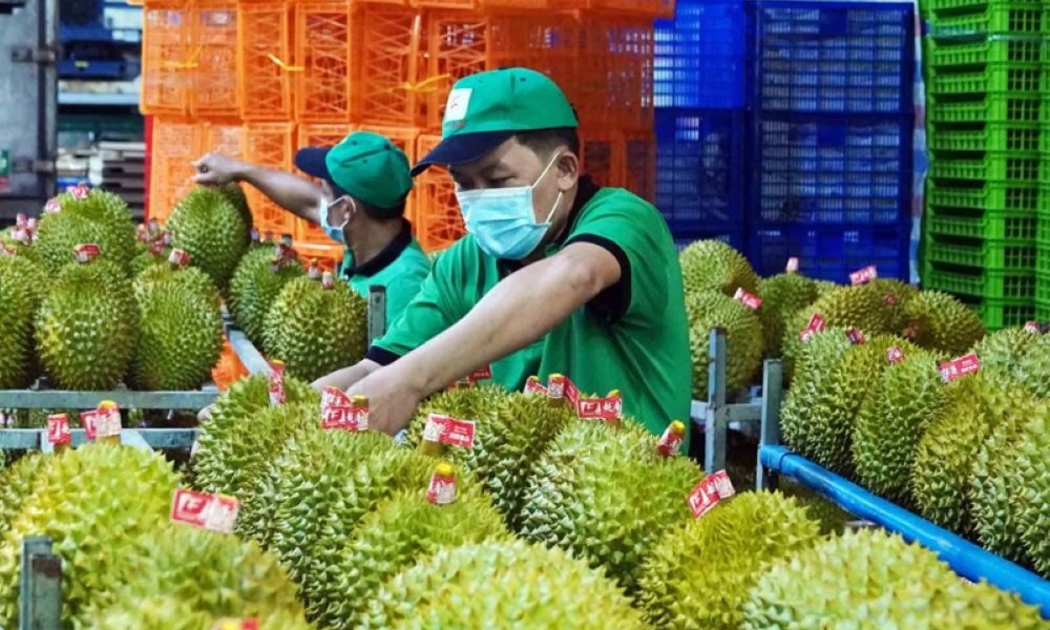 Năm 2024, với kim ngạch đạt tới 3,3 tỷ USD, trái sầu riêng đứng đầu danh sách các mặt hàng rau quả xuất khẩu của Việt Nam.