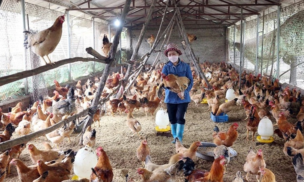 Giá gà thịt lông màu xuất chuồng hiện đạt bình quân trên 50 nghìn đồng/kg.