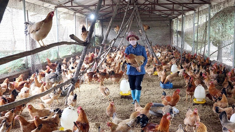 Giá gà thịt lông màu xuất chuồng hiện đạt bình quân trên 50 nghìn đồng/kg.